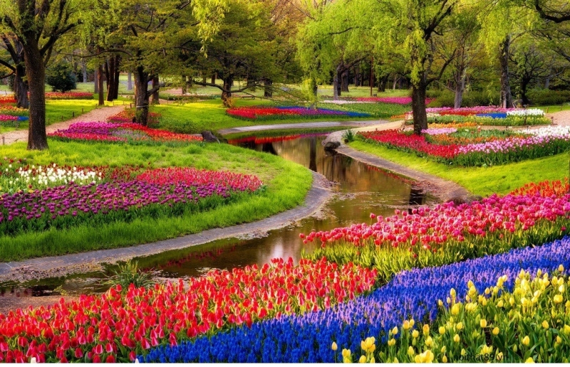 Tranh Vườn hoa Tuylip