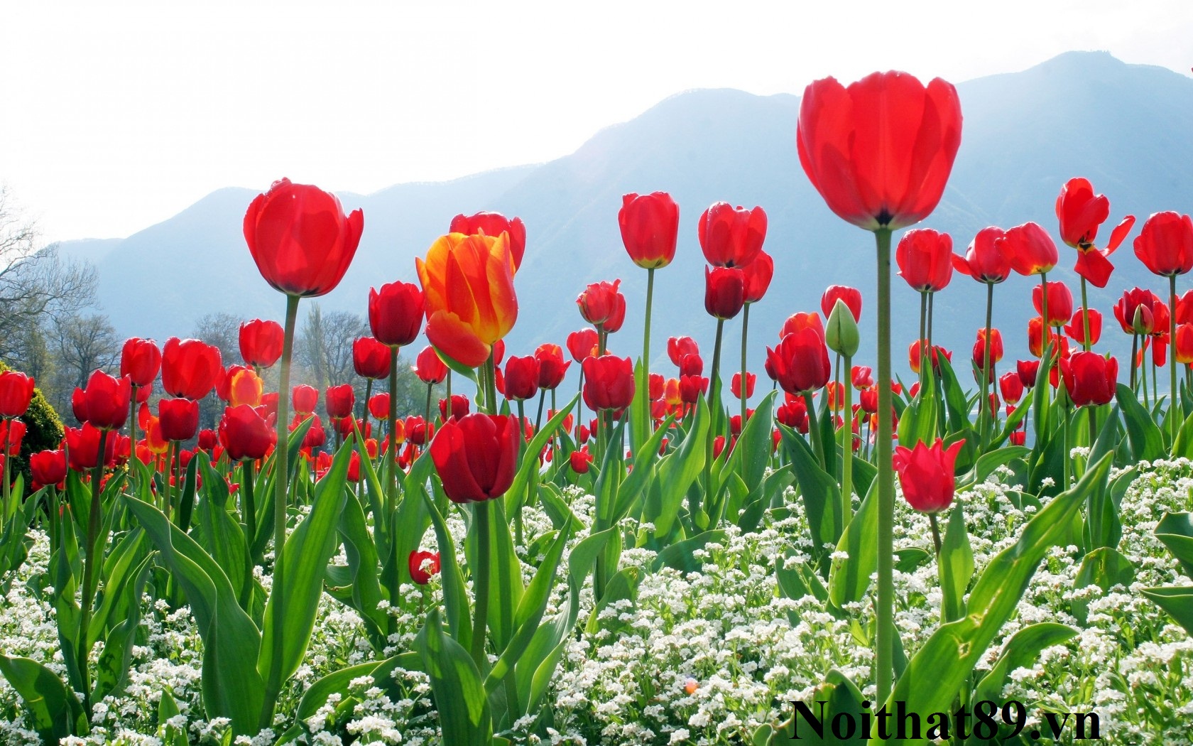 Tranh gạch vườn hoa tulip HP 20V