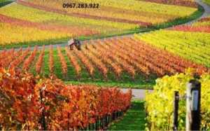 Gạch tranh 3D mùa thu