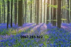 Gạch tranh 3D vườn hoa